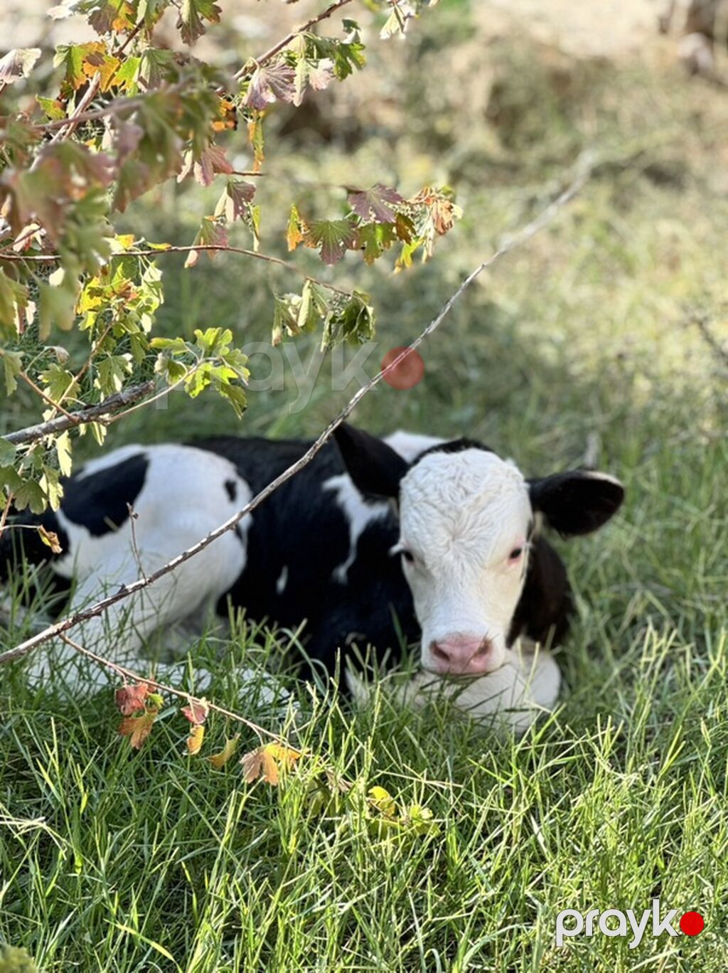 Erkək simmental buzov. Tam sağlamdır. 5 günlükdür. Super buzovdur — Kənd təsərrüfatı heyvanları, Sumqayıt (6)