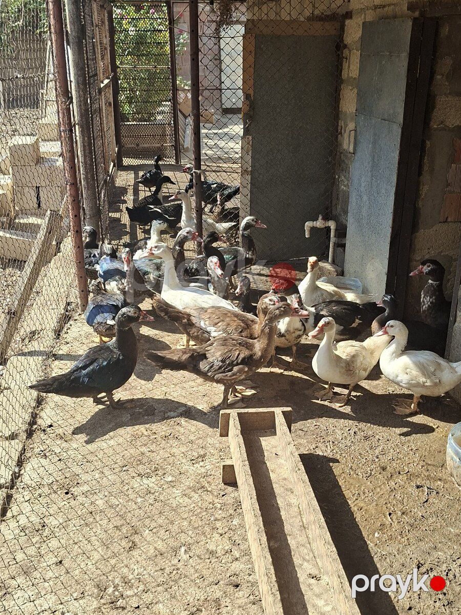 Lal ördək — Kənd təsərrüfatı heyvanları, Bakı (3)