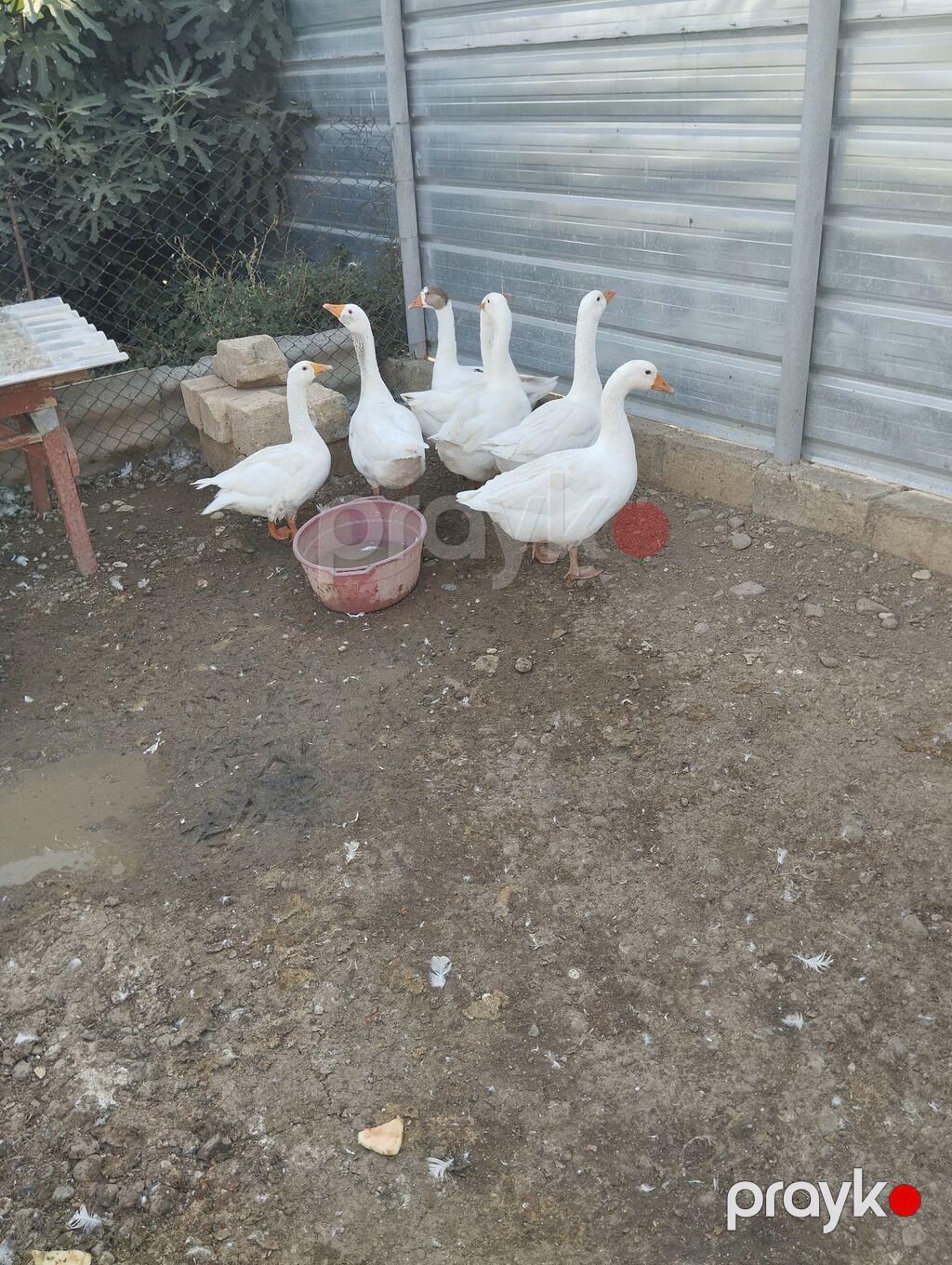 Temiz qan yerli qazlardi real alicilar zeng etsin xais edirem bos — Digərləri, Goranboy (2)