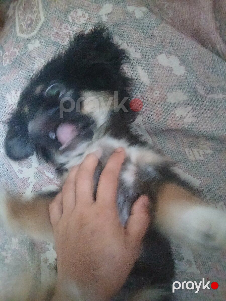 Karlık pekines balası — Köpəklər, Sumqayıt (3)