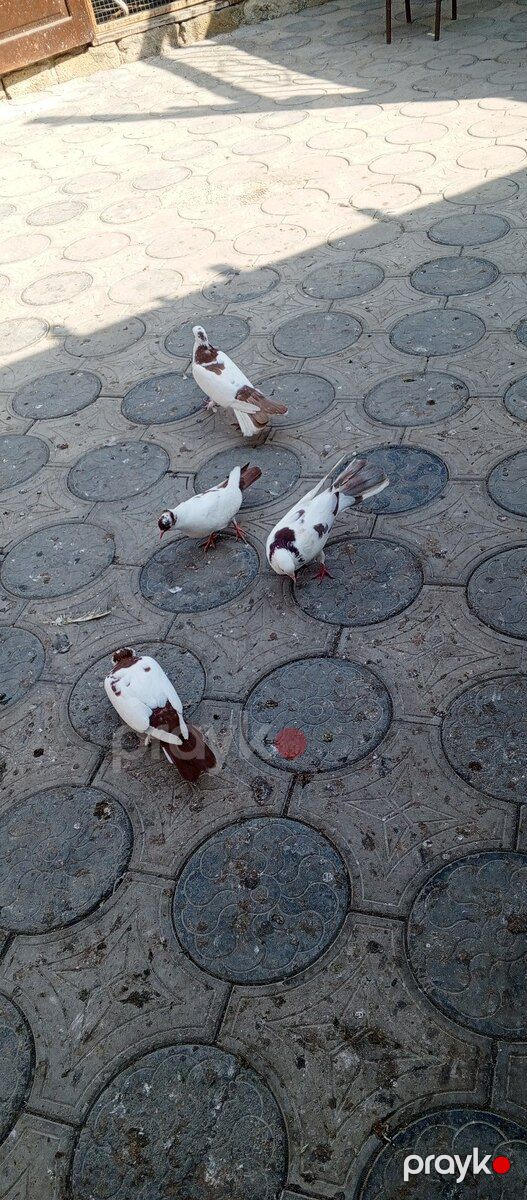Göyərçinlər — Quşlar, Bakı (5)