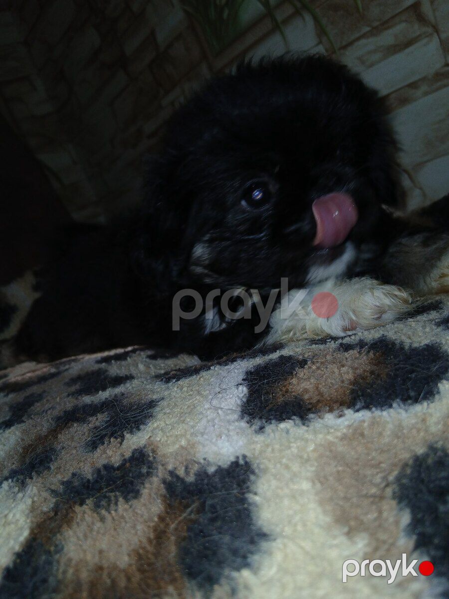 Karlık pekines balası — Köpəklər, Sumqayıt (6)