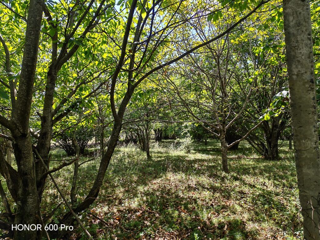 For sale: land, 7 sot — Torpaq, Qəbələ (5)