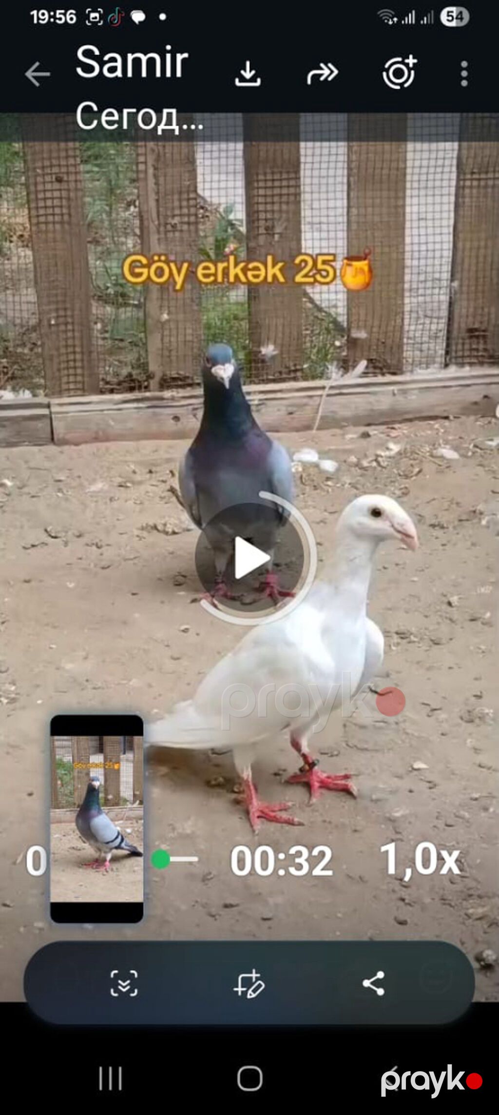 Pochta goyerchini 25 azn — Göyərçin, Bakı (2)