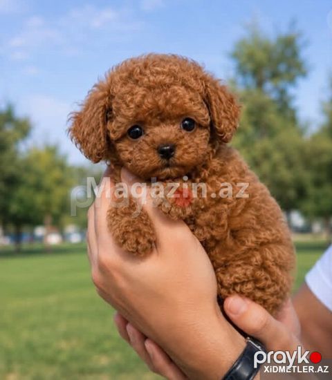 Toy pudel mini bala satlir boymur — Bakı