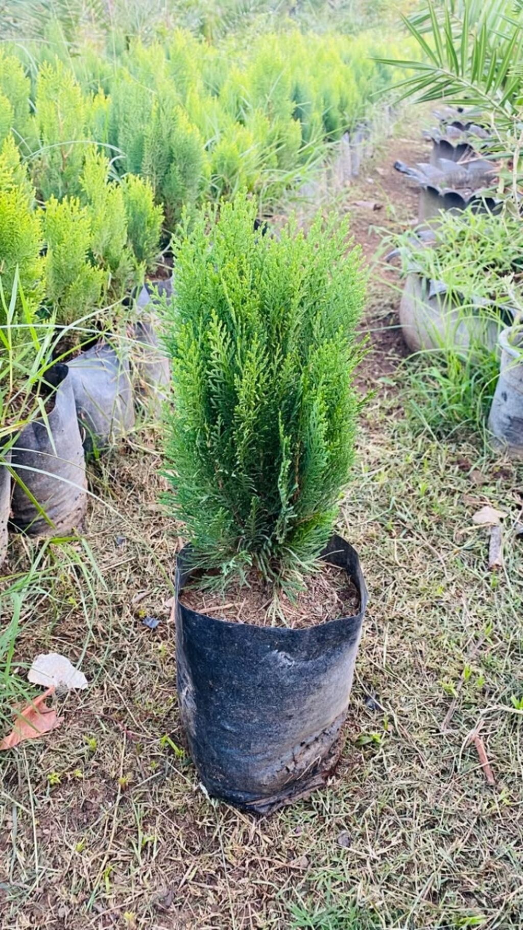 Thuja (konik/qədim kiparis) şitili – qara polietilen torbada — Bitkilər, Astara (7)