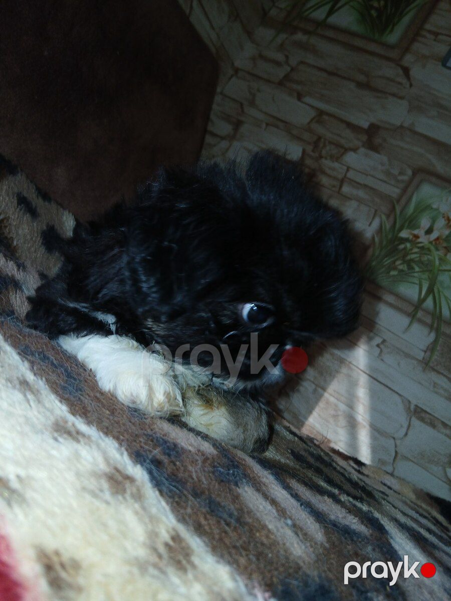 Karlık pekines balası — Köpəklər, Sumqayıt (10)
