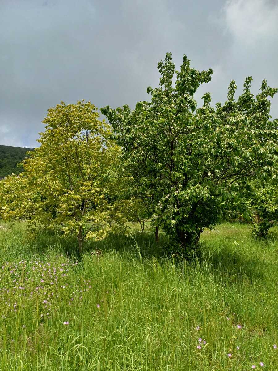 Satılır torpaq 12 sot — Torpaq, Şamaxı (5)