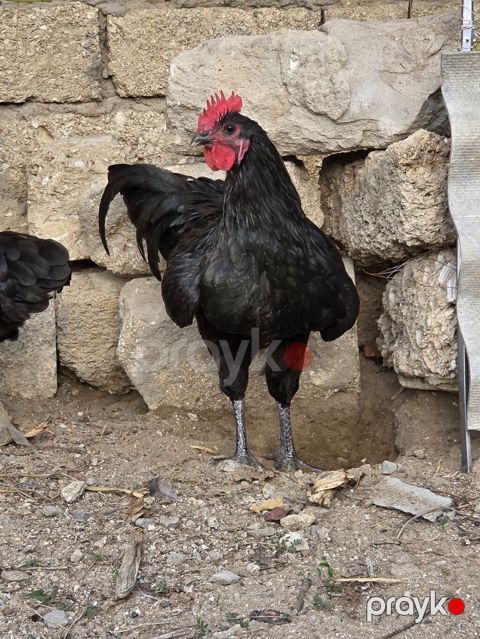 Avstralop 2 ədəd xoruz tam saglam vaksinləri olunub. binə qəsəbəsi — Digah