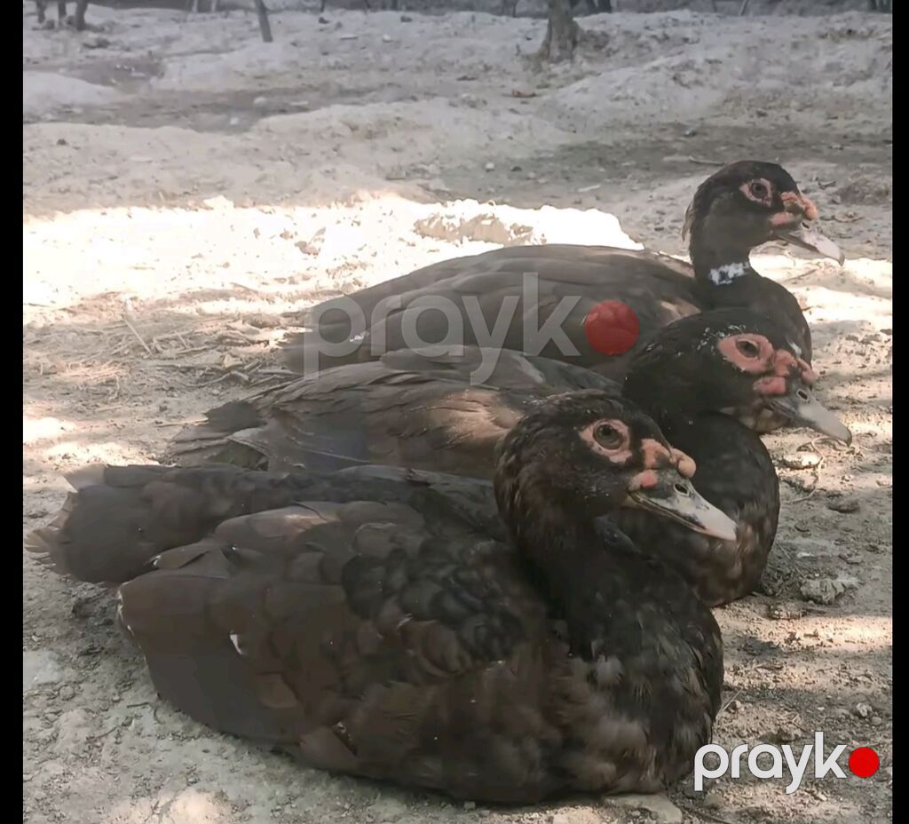 Salam qardaşlar 18 ədəd baladir. Ana altından cxb 2 günlükdu ana ata — Digərləri, Digah (5)
