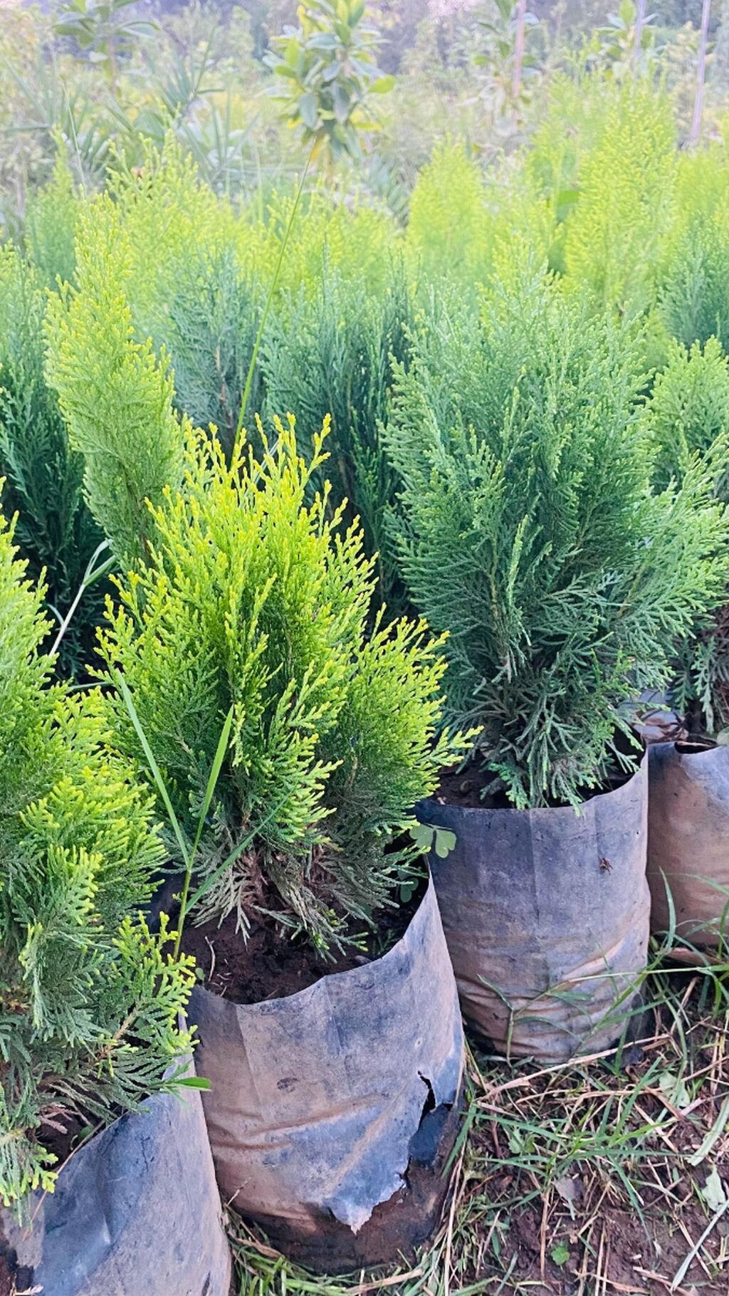 Thuja (konik/qədim kiparis) şitili – qara polietilen torbada — Bitkilər, Astara (5)
