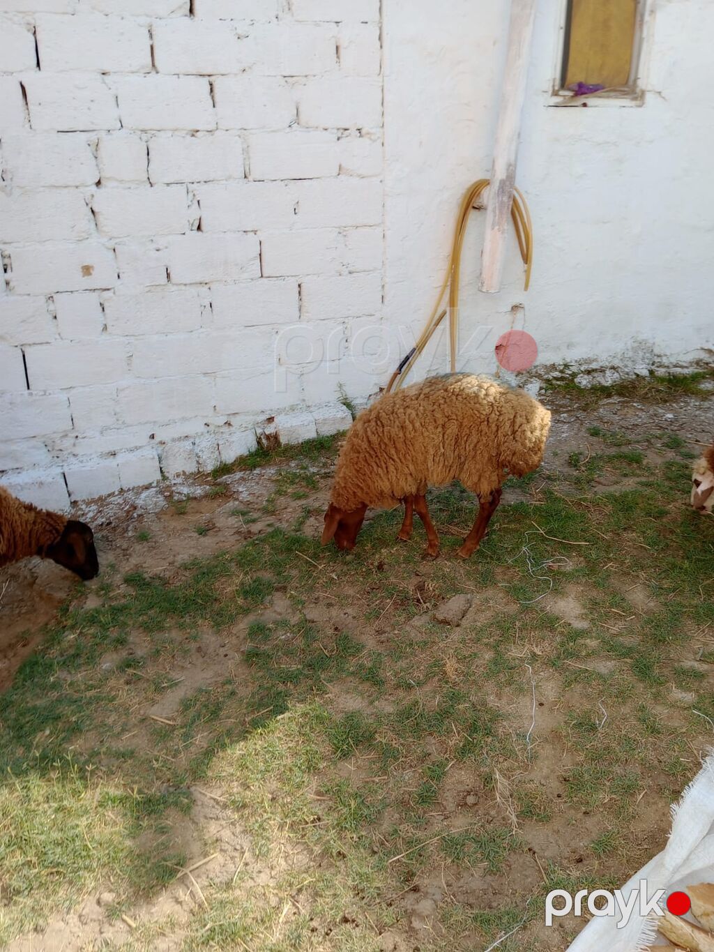 2 dene dişi quzu cütü 460 manata real alıcıya endirim olacaq tam — Kənd təsərrüfatı heyvanları, Xırdalan (5)