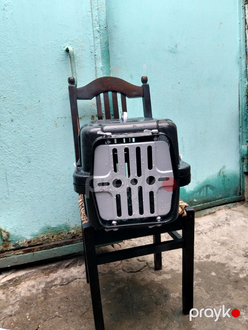 Ev heyvanı üçün daşıma konteyneri - Material: möhkəm plastik korpus — Daşıyıcılar və çantalar, Bakı (2)