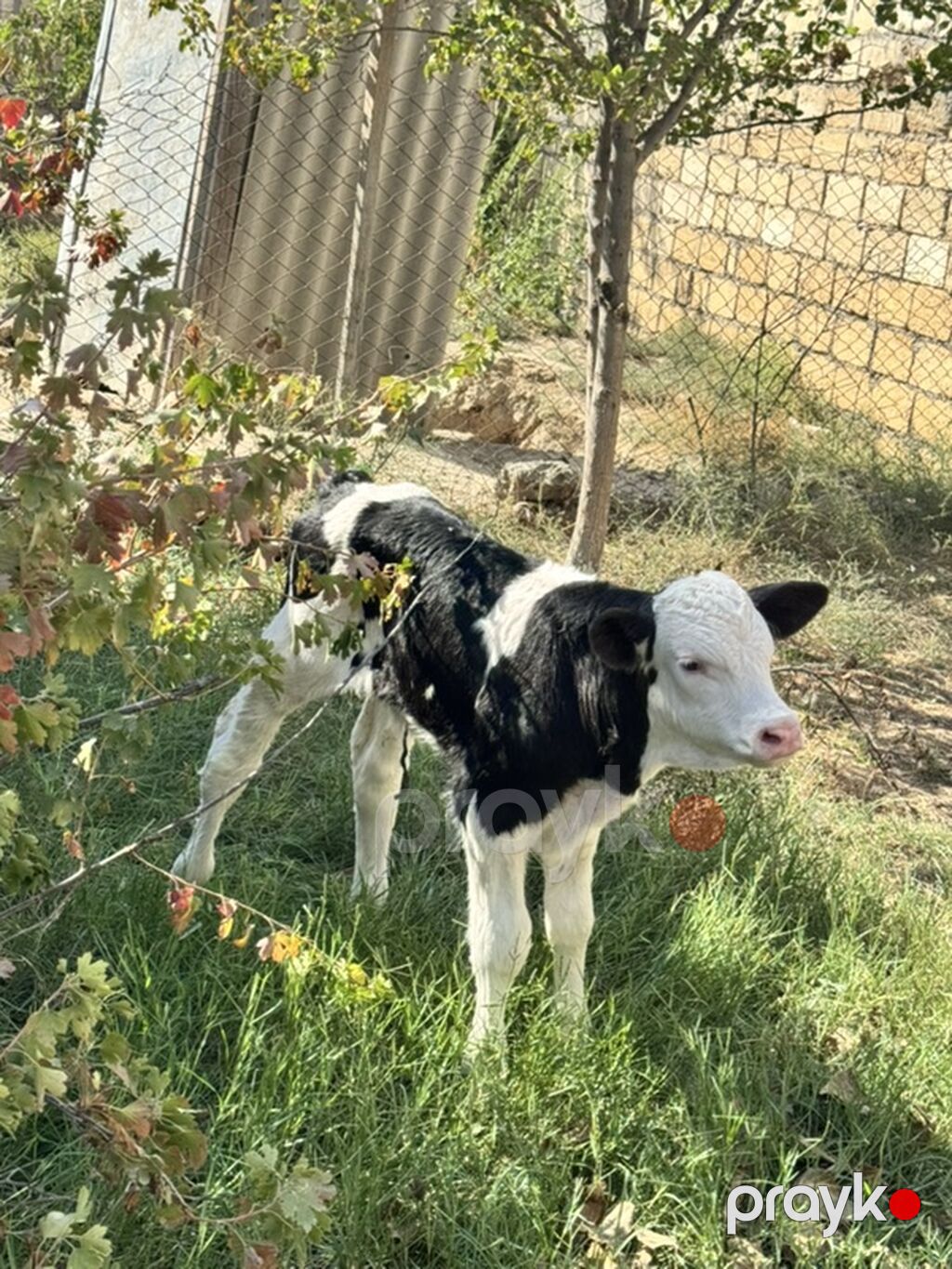 Erkək simmental buzov. Tam sağlamdır. 5 günlükdür. Super buzovdur — Kənd təsərrüfatı heyvanları, Sumqayıt (3)