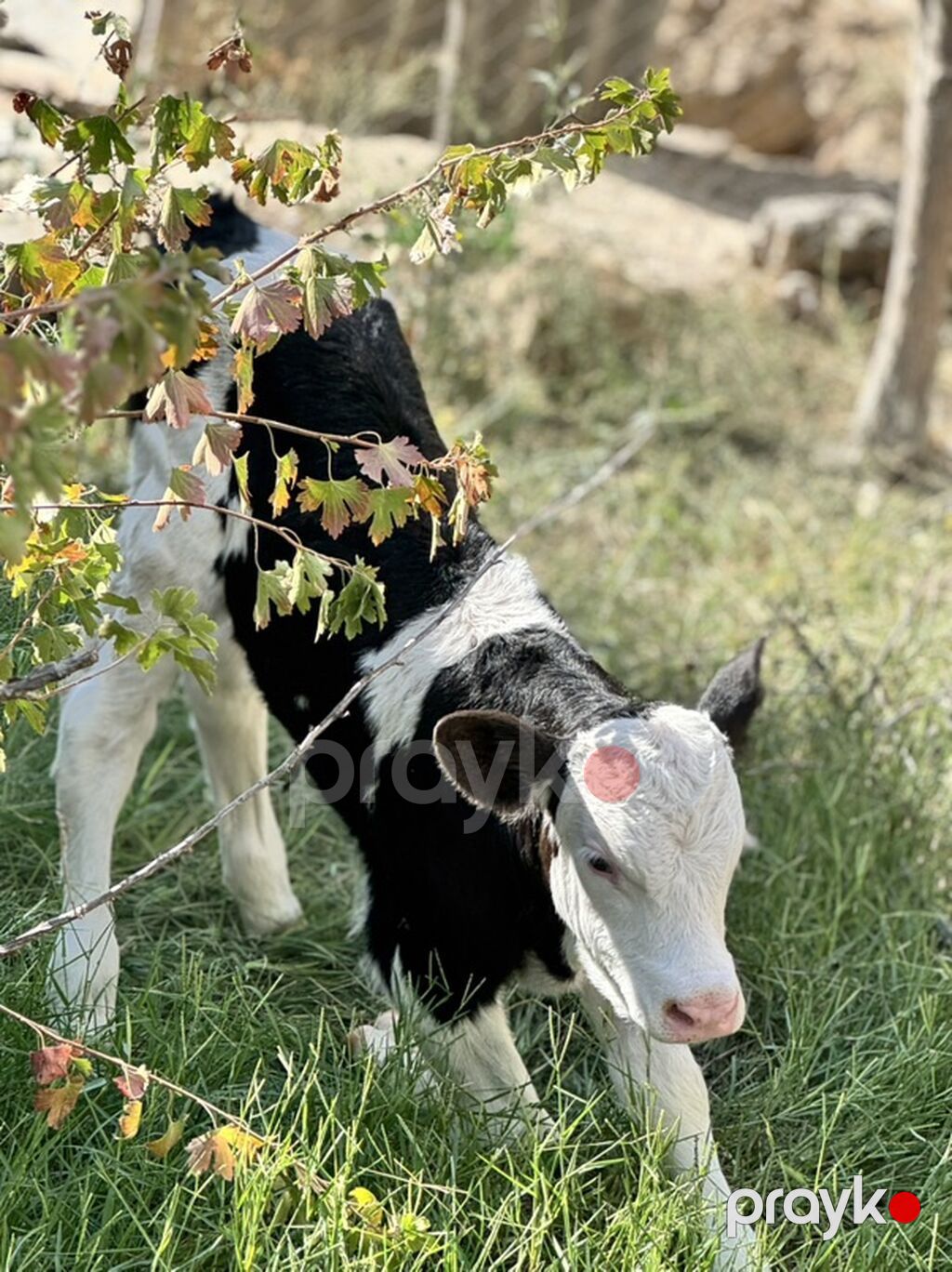 Erkək simmental buzov. Tam sağlamdır. 5 günlükdür. Super buzovdur — Kənd təsərrüfatı heyvanları, Sumqayıt (5)