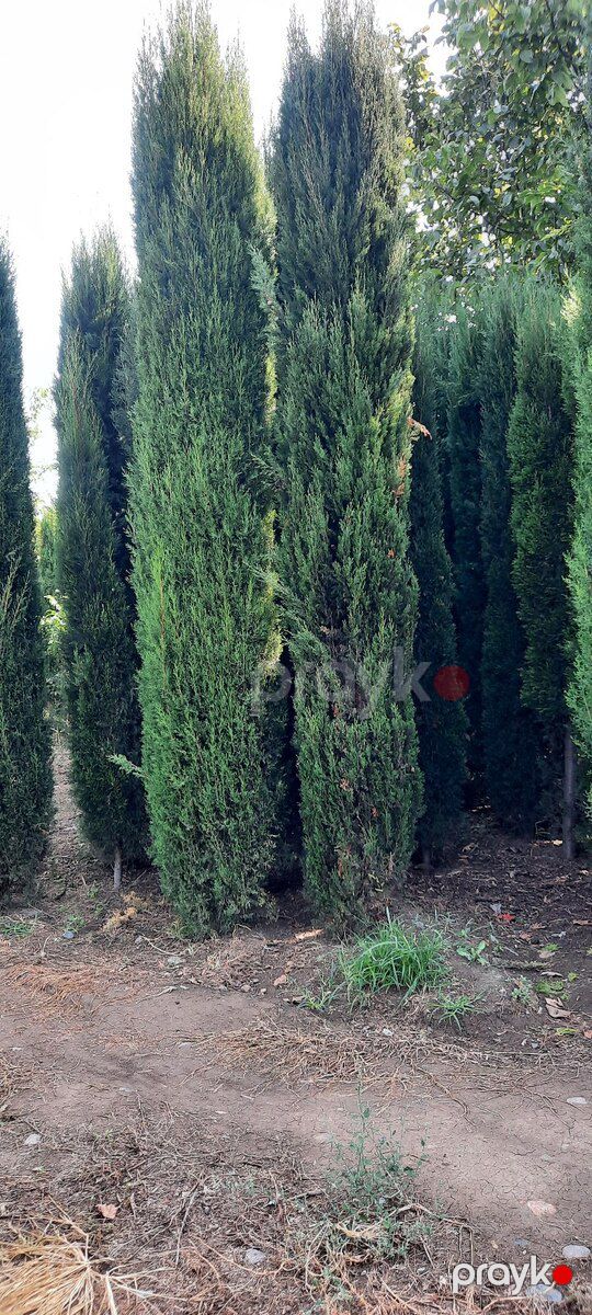 Piramida ağacları — Bitkilər, Gəncə (4)