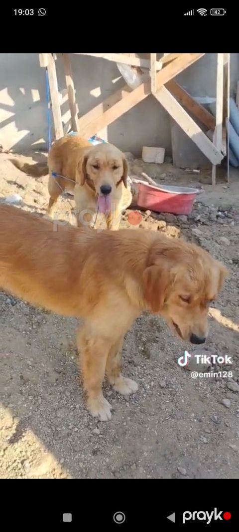 Retriever, Cütləşmə üçün — Bakı
