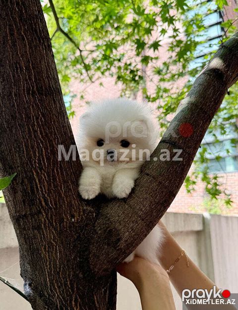 Mini bala pomerian Spitz — Bakı