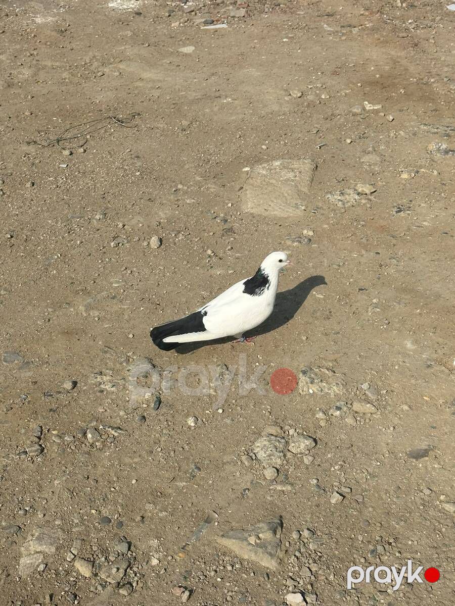 Göyərçinlər — Quşlar, Bakı (2)