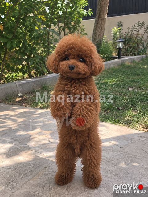 Toy pudel — Bakı