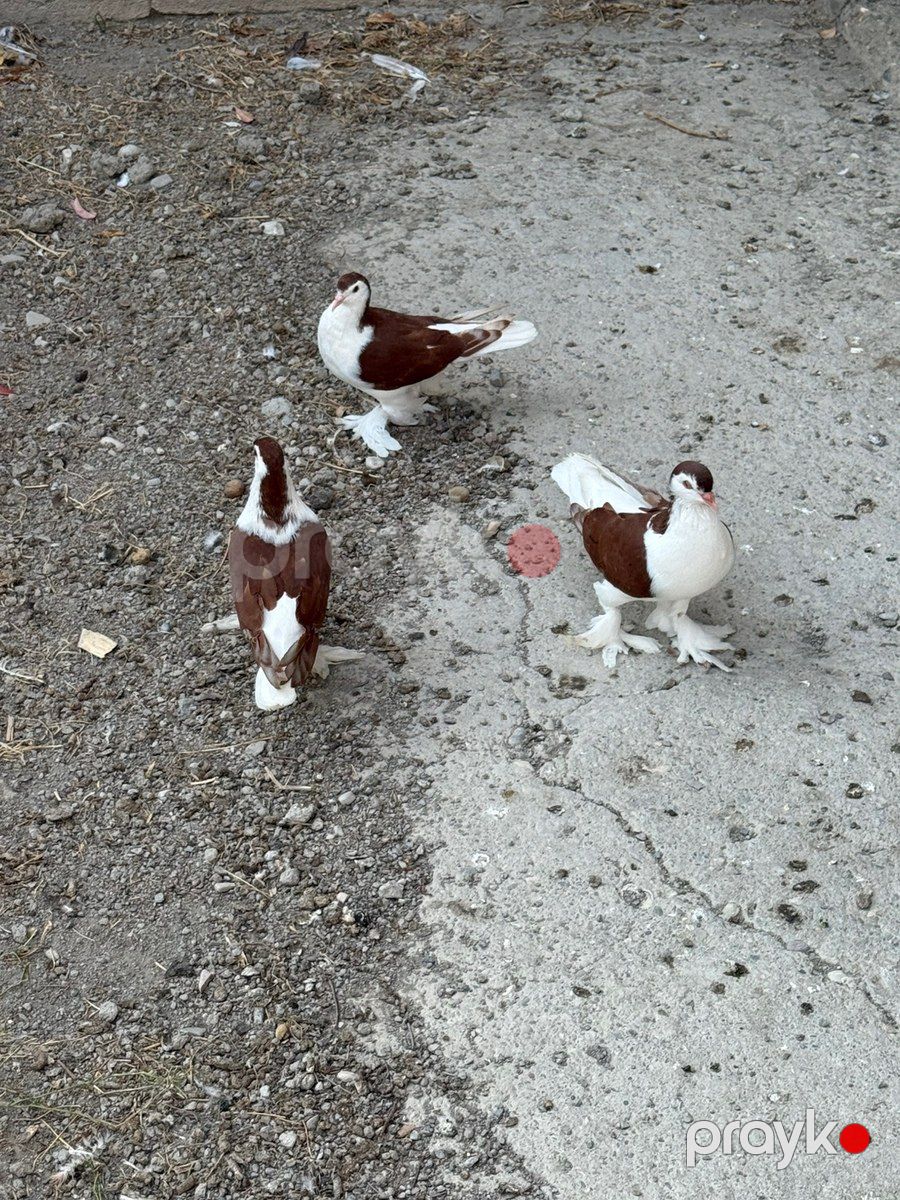 Göyərçinlər — Quşlar, Bakı (6)