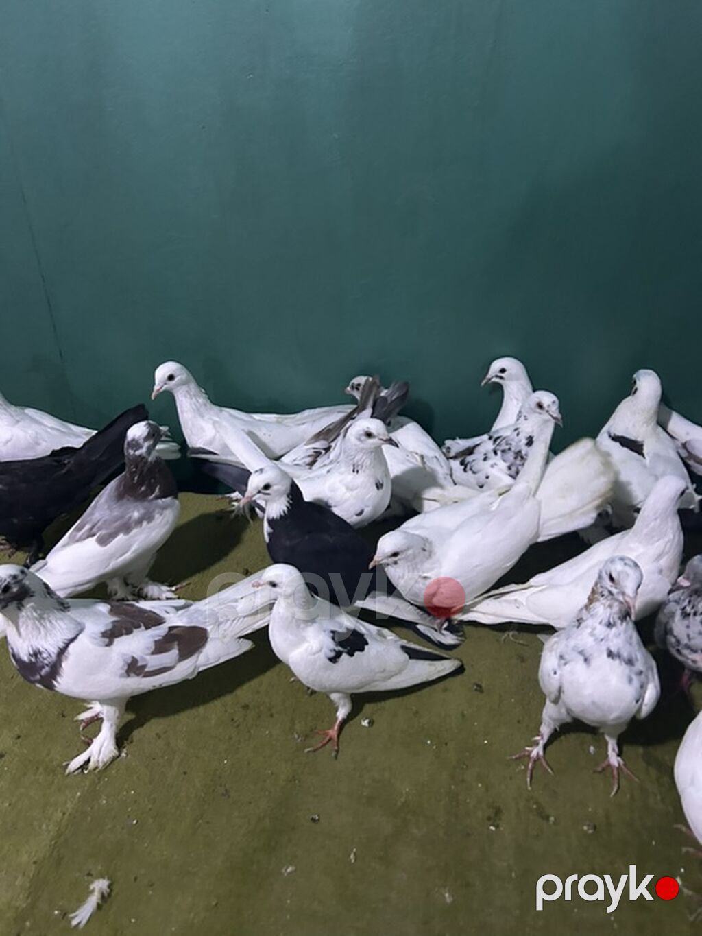 Hamsi tutulmadi 21 denedi — Göyərçin, Bakı (9)
