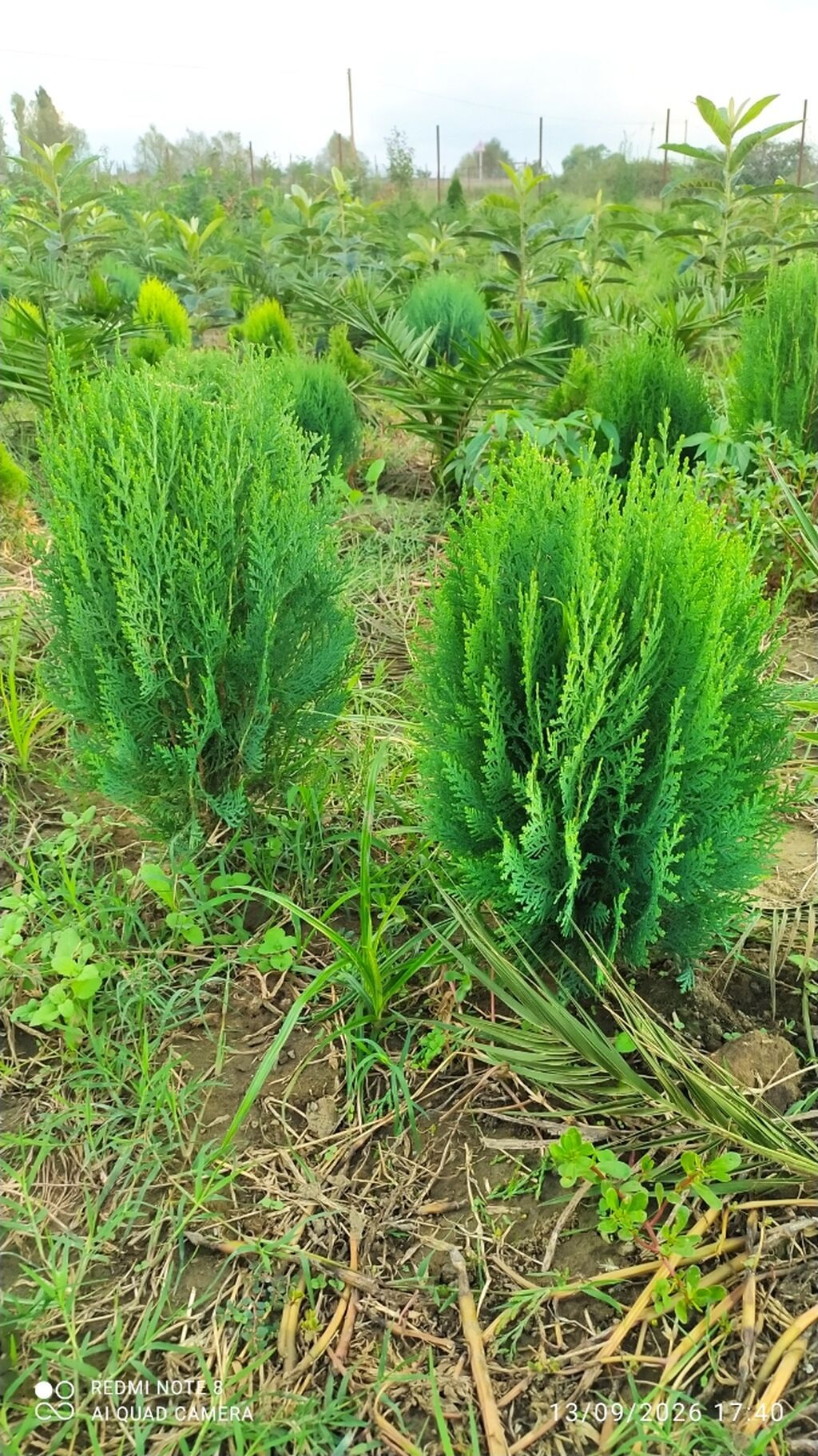 Thuja (konik/qədim kiparis) şitili – qara polietilen torbada — Bitkilər, Astara (8)