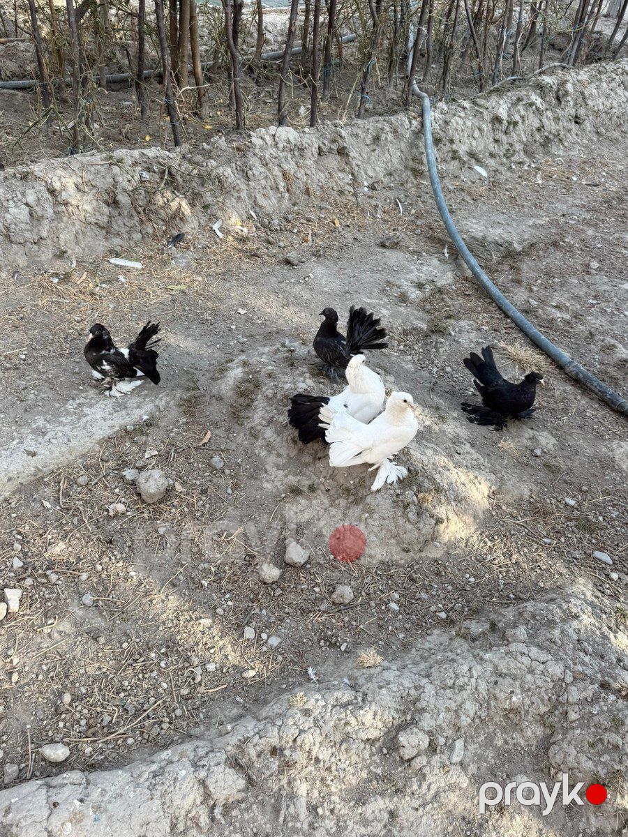 Göyərçinlər — Quşlar, Bakı (7)