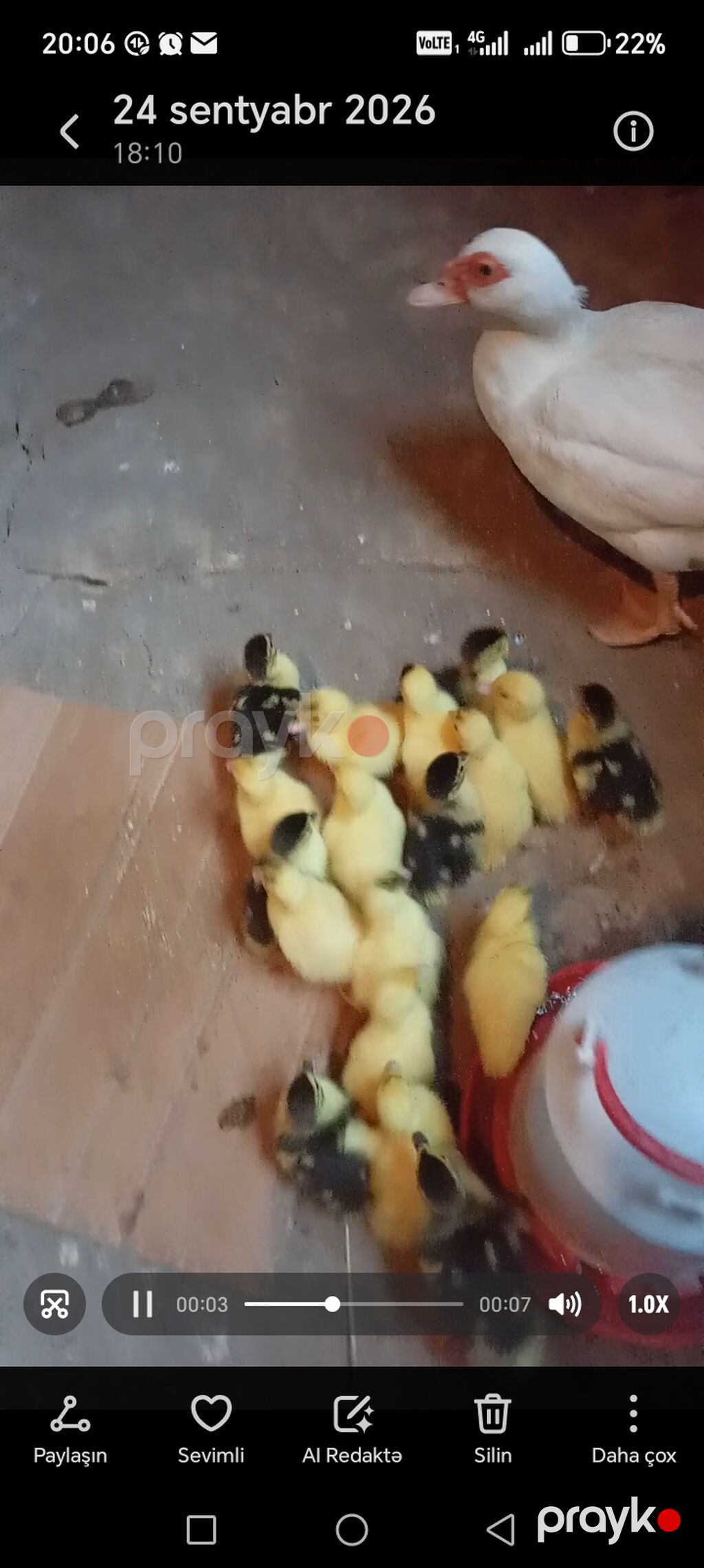 Haciqabul rayon 3.50 azn lal Ordey balalari isteyen elaqe saxlasin — Digərləri, Hacıqabul (2)