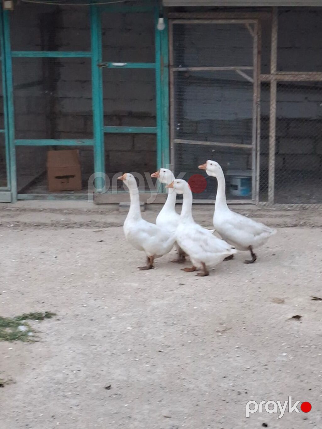 Ağ qazlar – 4 baş 1 erkekdir, 3 dişidir — Digərləri, Digah (3)