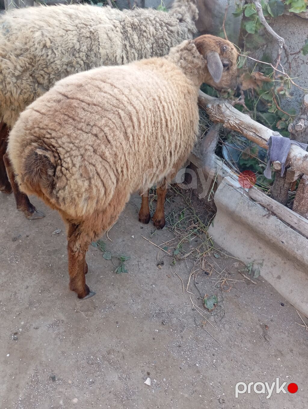 Qoyun (quzu) – yerli cins damazlıq xalis cəki 26 kq — Kənd təsərrüfatı heyvanları, Neftçala (2)