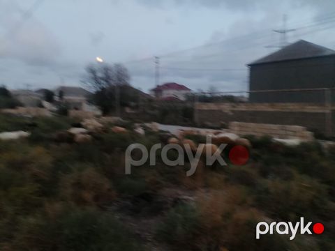 Keçi ve qoyunlar satilir. Bir ededi 350azn 12keçi var, 10eded — Bakı