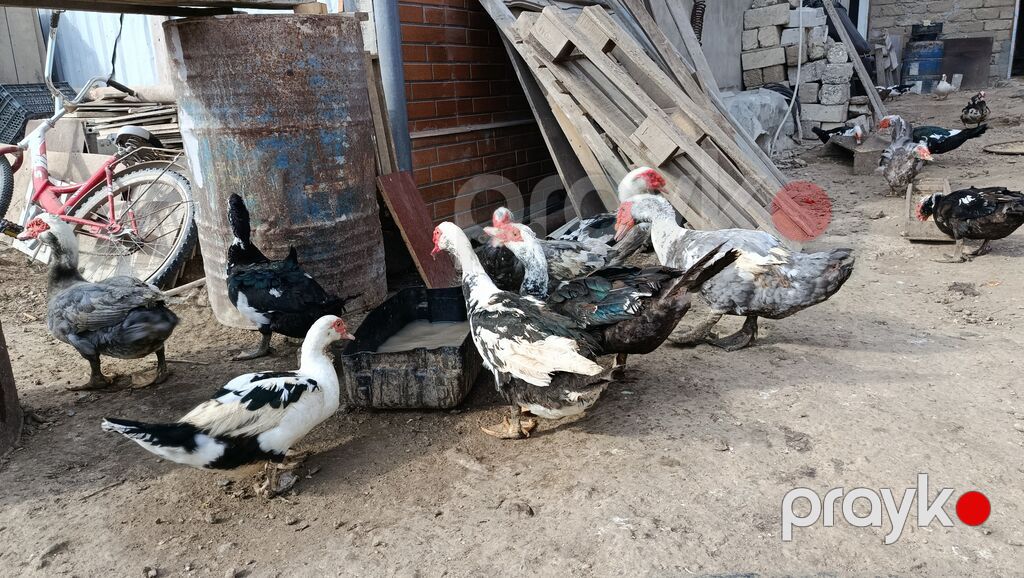 La ordekler astilir Erkekler 25 m 30m. 35m di yasina cekisine gore — Digərləri, Bakı (3)