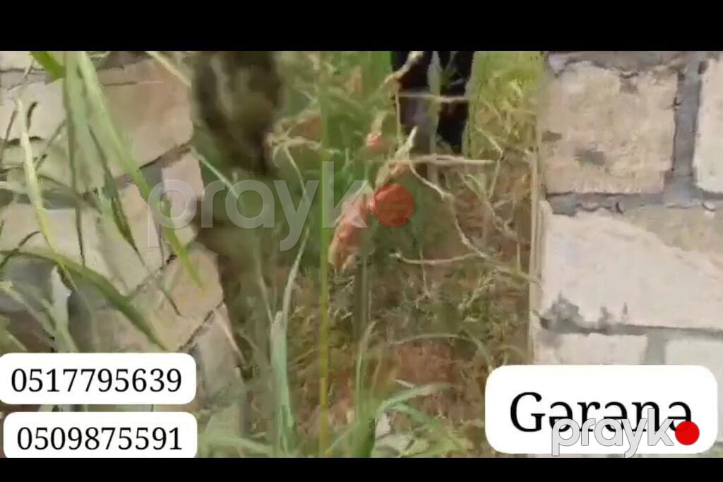 Evin torpaq sahəsi 7sot 15sent. kürsüyə qədər 5 daş qoşa hörülüb. cəm — Ev, villa, Bərdə (3)