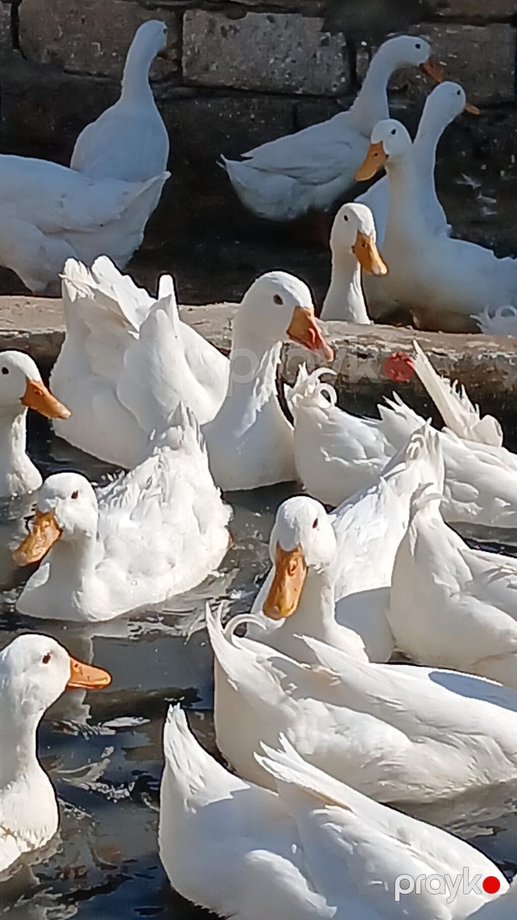Məhsul: Ağ ördəklər (təsərrüfat heyvanları) Təsvir: - Ağ lələklər — Digərləri, Bakı (5)