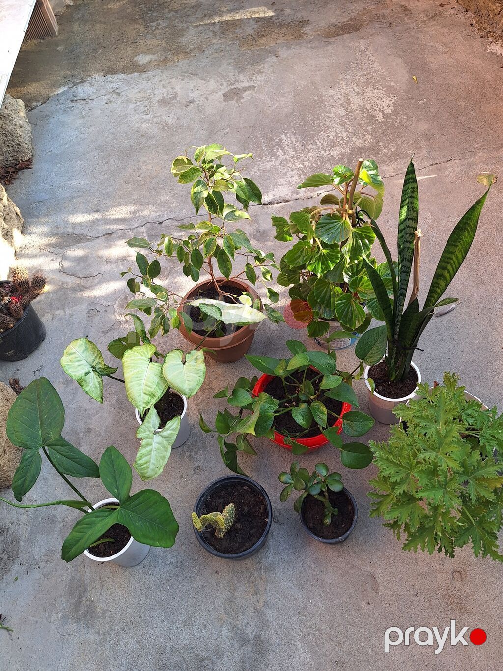 Otaq bitkiləri – kolleksiya - Syngonium (ox uclu yarpaqlı, açıq-yaşıl — Qapı bitkələri, Sumqayıt (5)