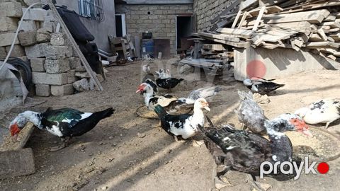 La ordekler astilir Erkekler 25 m 30m. 35m di yasina cekisine gore — Bakı