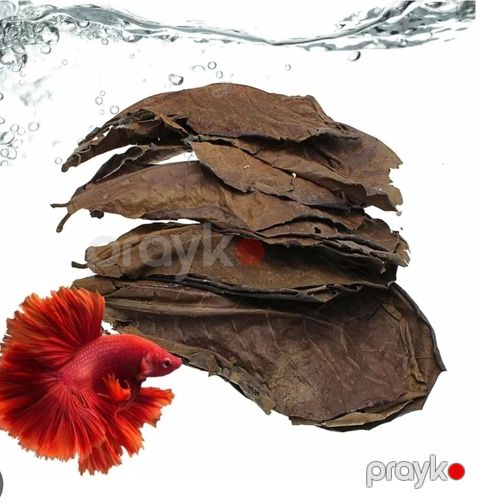 Hidn badamı (Catappa) yarpağı satılır Ədədi 50 qəpiy 20 yanvara — Bakı