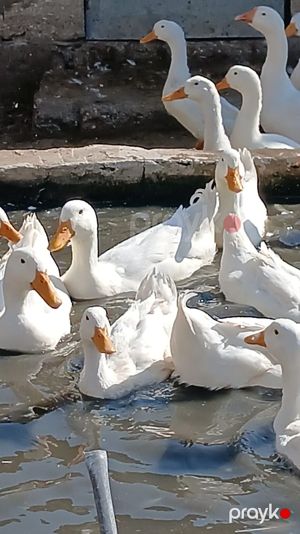 Məhsul: Ağ ördəklər (təsərrüfat heyvanları) Təsvir: - Ağ lələklər — Digərləri, Bakı (3)