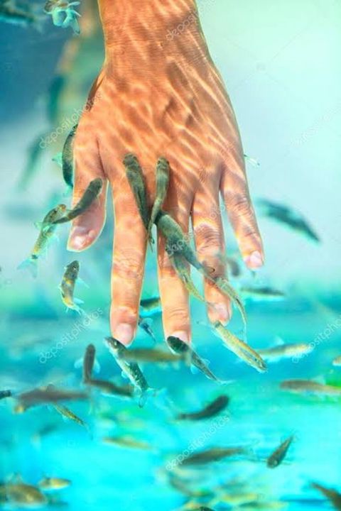 Garra rufa - doctor fish adlı balıq satıram. Bu balığı digərlərindən — Xırdalan