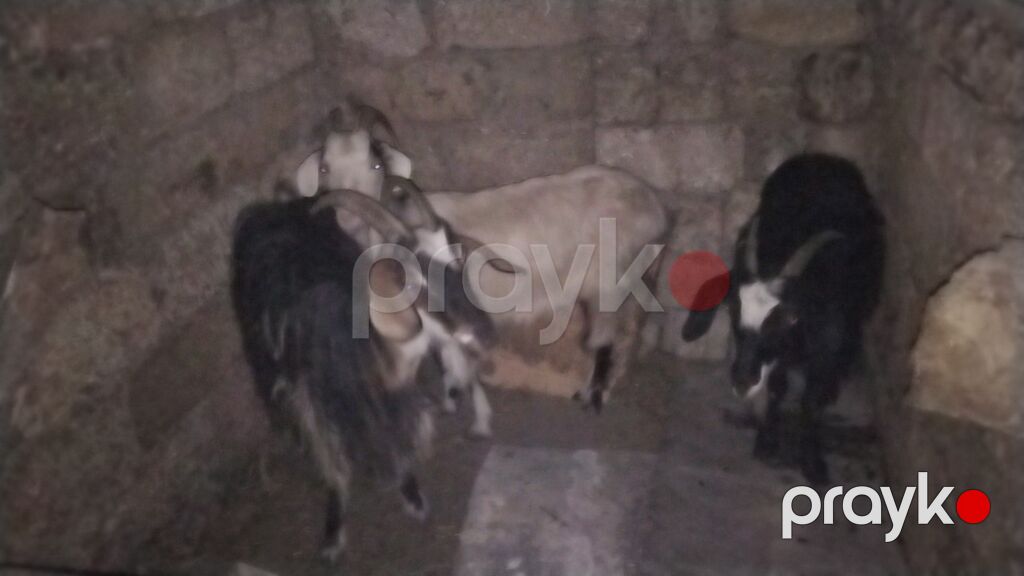 3 baş dişi keçi 1 i 3 qarın doğub 2 si 1 qarın sağlam heyvanlardı real — Kənd təsərrüfatı heyvanları, Digah (3)
