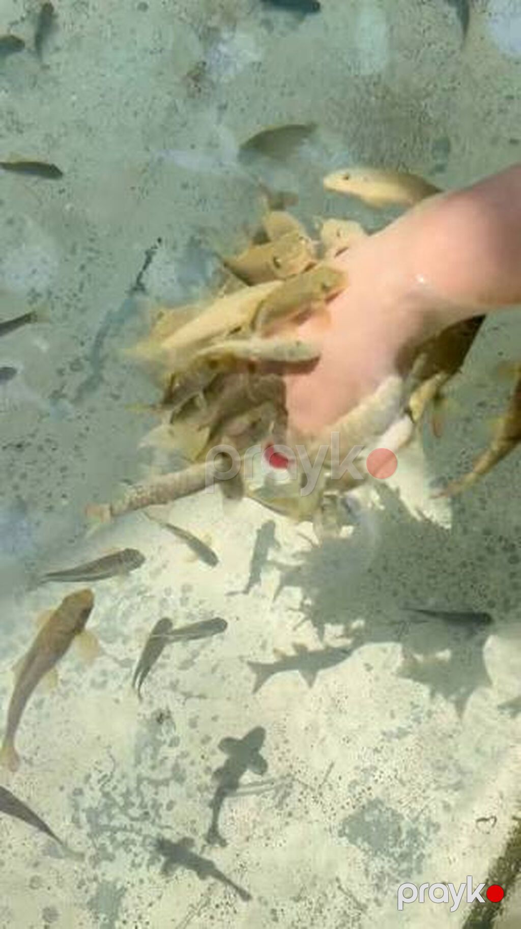 Garra rufa - doctor fish adlı balıq satıram. Bu balığı digərlərindən — Akvariumlar və balıqlar, Xırdalan (2)