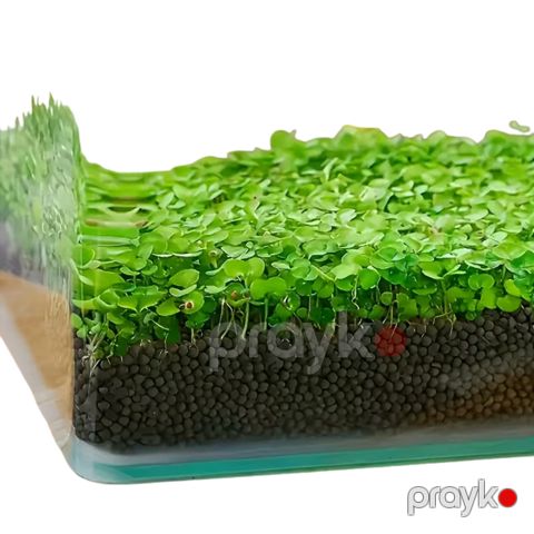 Akvarium üçün qrunt 2366, 1 kq — Bakı