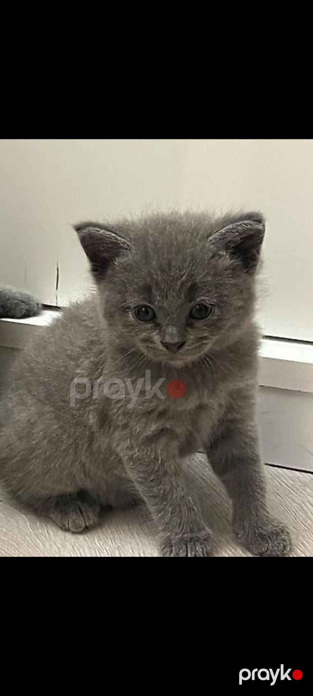 Britaniya (British Shorthair) Balaları Satılır ​İki ədəd — Pişiklər, Bakı (2)