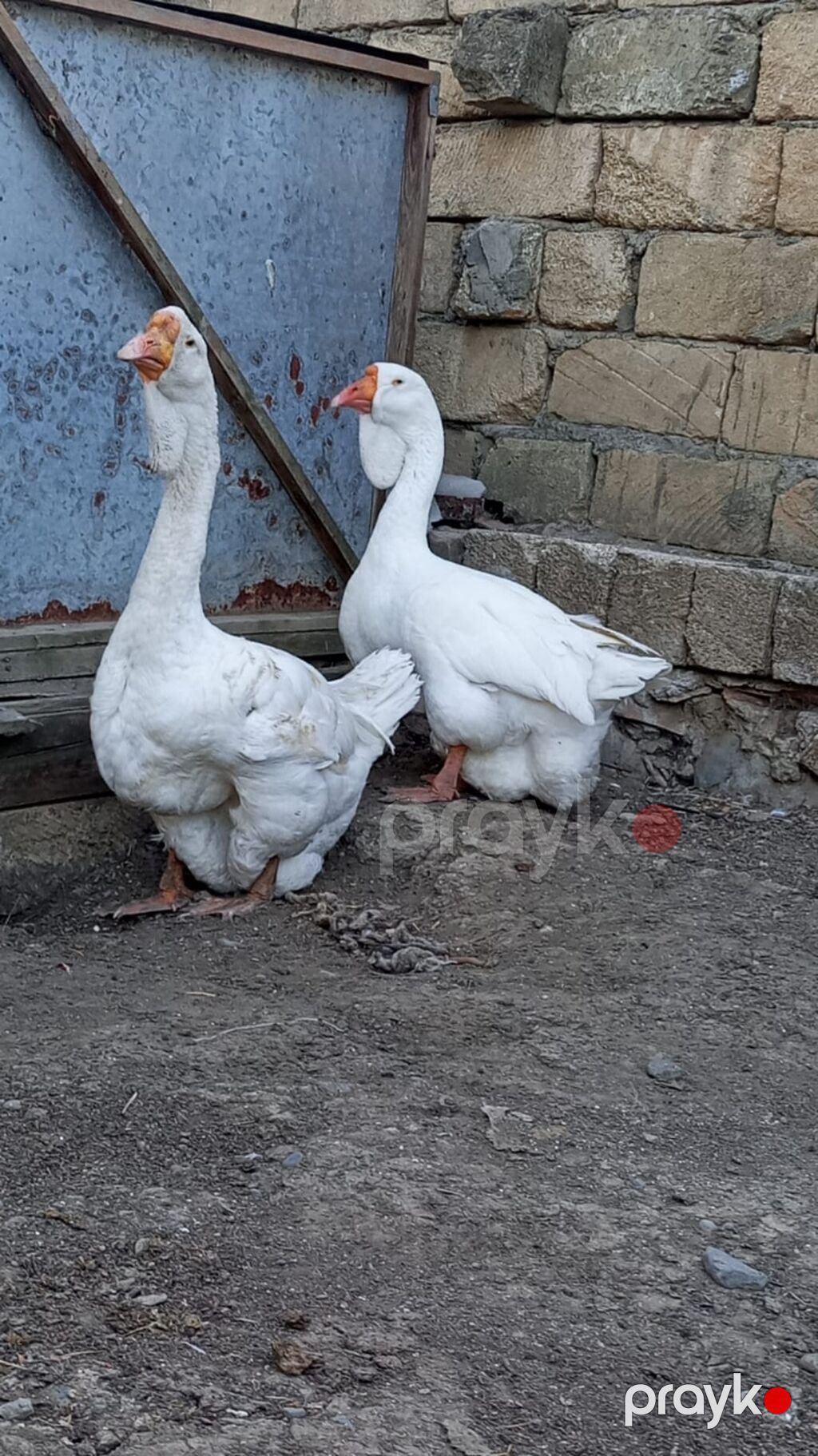 Satılır xalmaqor qaz qiymət cütünə ayidir — Digərləri, Masallı (2)