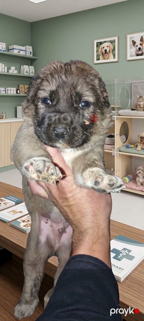 Kanqal, 1 ay, Erkək — Bakı