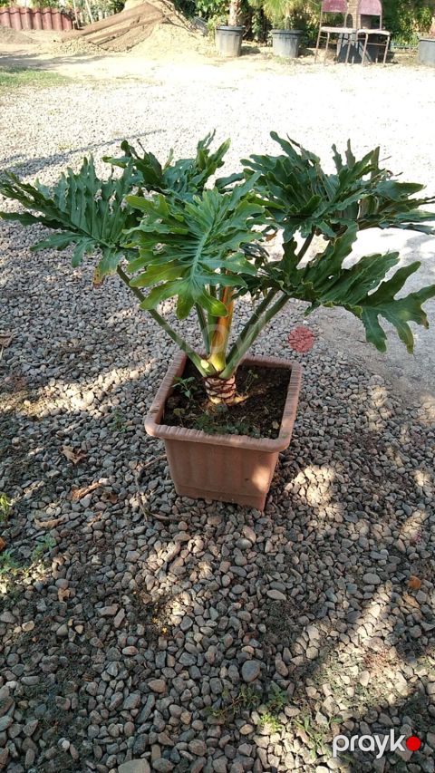 Filodendron Selloum (Philodendron bipinnatifidum) – böyük dekorativ — Bakı