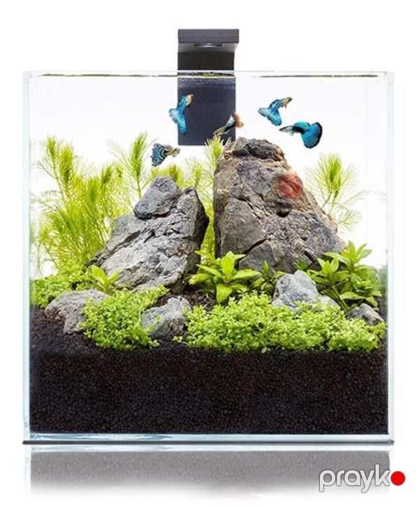 Stolüstü akvarium dəsti Collar Pico Set, 5 l — Mallar, Bakı (3)