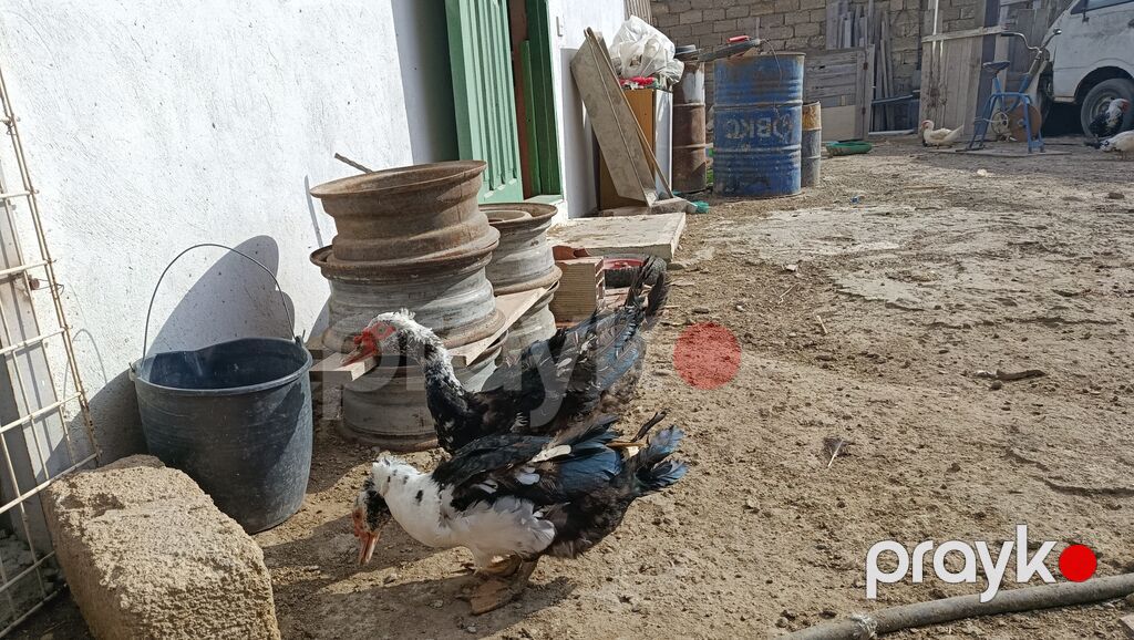 La ordekler astilir Erkekler 25 m 30m. 35m di yasina cekisine gore — Digərləri, Bakı (5)