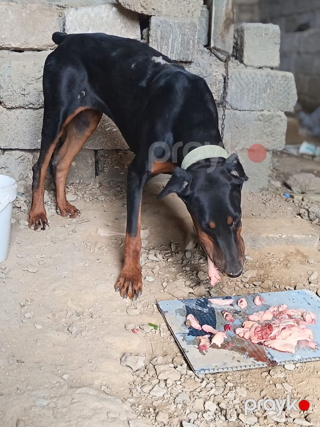 Doberman — Köpəklər, Bakı (3)